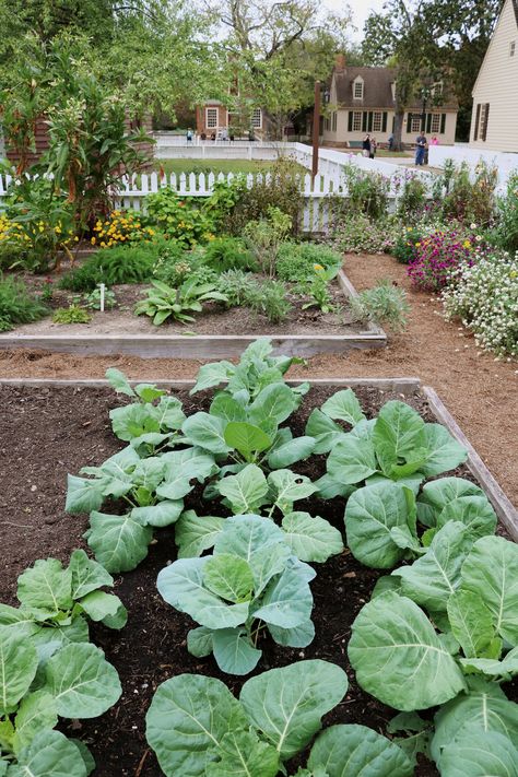 The Gardens of Colonial Williamsburg Colonial Garden Design, Outdoor Vegetable Garden, Cottage Garden Inspiration, Herbs In Containers, Homestead Family, Kitchen Garden Ideas, Greener Grass, Produce Garden, Planning Garden