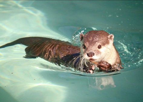 otters face many challenges because their unique history, biology, and nearshore habitat place them in close proximity to, and often in adverse interactions with, humans. Otters Cute, Sea Otters, Baby Otters, River Otter, Lovely Creatures, Close Proximity, Sea Otter, Silly Animals, Animal Photo