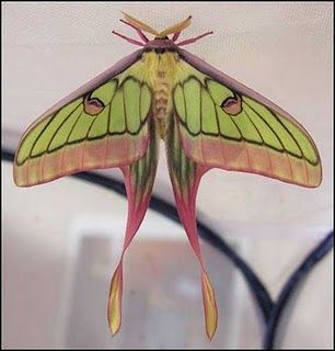 color reference - moth - Luna Moth -   -G. isabellae x A. dubernardi Femur Tattoo, Pretty Butterfly Wings, Chinese Moon Moth, Moth Species, Colorful Moths, Cute Moth, Cool Insects, Art Papillon, Moth Wings