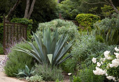 drought tolerant – Mediterranean plant palette of (Agave Americana, Echium cancicans, Iceburg rose, Lavender) Riverbed Landscaping, Agave Americana, Plant Palette, Drought Tolerant Garden, Waterwise Garden, Mediterranean Plants, Rose Lavender, Mediterranean Landscaping, Estate Garden