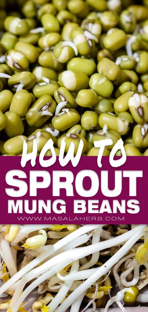 Diy Bean Sprouts, How To Make Bean Sprouts, How To Make Sprouts At Home, How To Sprout Mung Beans, Sprouted Mung Bean Recipes, Mung Bean Sprouts Recipes, Bean Sprouts Growing, How To Make Sprouts, Bean Sprout Recipes