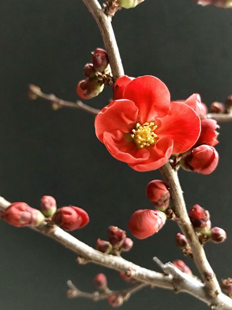 Japanese flowering quince “ Korukoji” has dark green leaves. Its masses of velvety, deep red flowers appear along the branches in the winter and early spring. Japanese Flowers Photography, Red Japanese Flower, Quince Blossom, Crimson Flower, Deep Red Flowers, Camellia Tree, Japanese Quince, Flowering Quince, Red Cherry Blossom