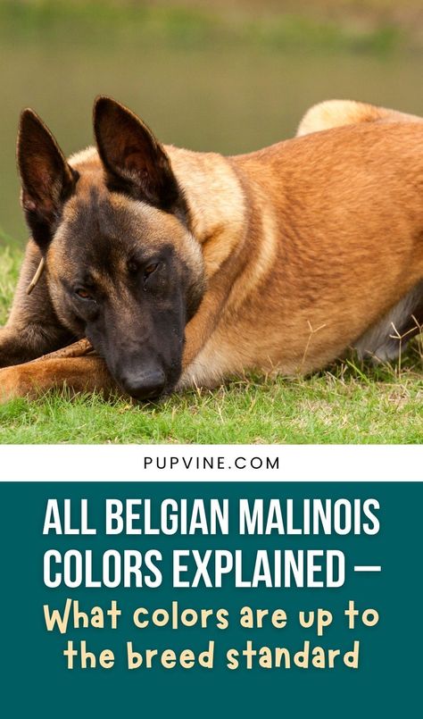 Mahogany Belgian Malinois, Belgian Malinois Colors, Malinois Colors, Belgian Malinois Funny, German Malinois, Belgian Malinois Training, Black Belgian Malinois, Malinois Training, Malinois Shepherd