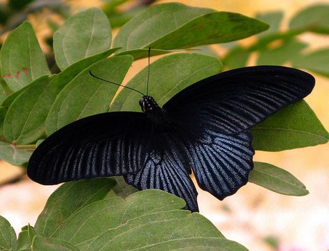 Beautiful Butterflies | Beautiful Black Butterfly at the Butterfly exhibit at Como Park Zoo ... Black Butterfly Photography, Dark Butterflies, Butterflies Pictures, Tattoo Planning, Melanistic Animals, Butterfly Meaning, Butterfly Exhibit, Dark Butterfly, Colorful Moths