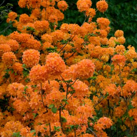 Mandarin Lights Azalea | Minnesota Nursery Research Corporation Orange Flowering Shrubs, Autumn Bonfire Azalea, Autumn Lily Azalea, Orange Azalea Bush, Orange Azalea, Formosa Azalea Landscaping, Azalea Shrub, Azalea Bush, Backyard Patio Deck