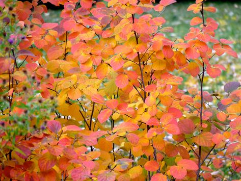 Fothergilla: Planting and Care Tips for a Flowering Deciduous Shrub Mock Orange Shrub, Colourful Trees, Deer Resistant Shrubs, Shrubs For Landscaping, Deer Resistant Garden, Garden Paradise, Shade Garden Plants, Orange Plant, Yard Landscape