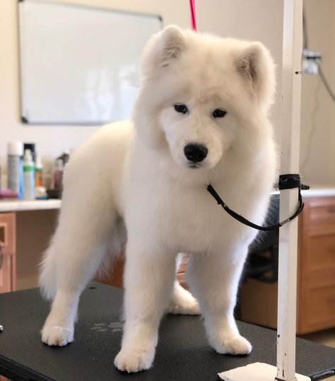 Groomed the little cloud Brody☁️😍 —————————————————————— Contact us today to book your appointment! 📞 (647) 216-7315 💌 tiffany@trimsbytwins.com ——————————————————————#doggroomingofinstagram #doggroomersofinstagram #doggroomer #doggroomerlife #doggrooming #doggroomingvaughan #vaughan #dogsofvaughan #dogsofinstagram #dog #dogs #petstylist #petstylistofinstagram #samoyedofinstagram #samoyedsofinstagram #samoyed #samoyedpuppy Bunches Hairstyles, Samoyed Puppy, Dog Haircuts, Engagement Marketing, Marketing Automation, Book Your Appointment, Beautiful Dogs, Dog Grooming, Dog Training