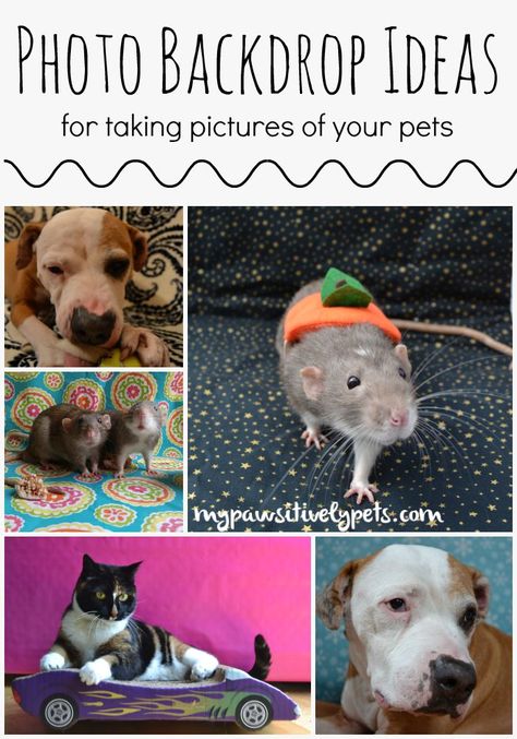 6 Photo Backdrop Ideas for Taking Pictures of Your Pet Diy Pet Photoshoot, Dog Photo Booth Ideas, Dog Photo Backdrop, Pet Photo Backdrop Ideas, Dog Photoshoot Backdrop, Pet Websites, Pet Photography Props, Pet Photography Business, Diy Photo Studio