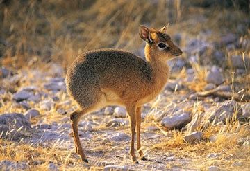 The endangered Philippine mouse deer | Beautiful and odd creatures ... Mouse Deer, Dik Dik, Small Deer, Animal Reference, Deer Family, Unusual Animals, Rare Animals, African Animals, Weird Animals