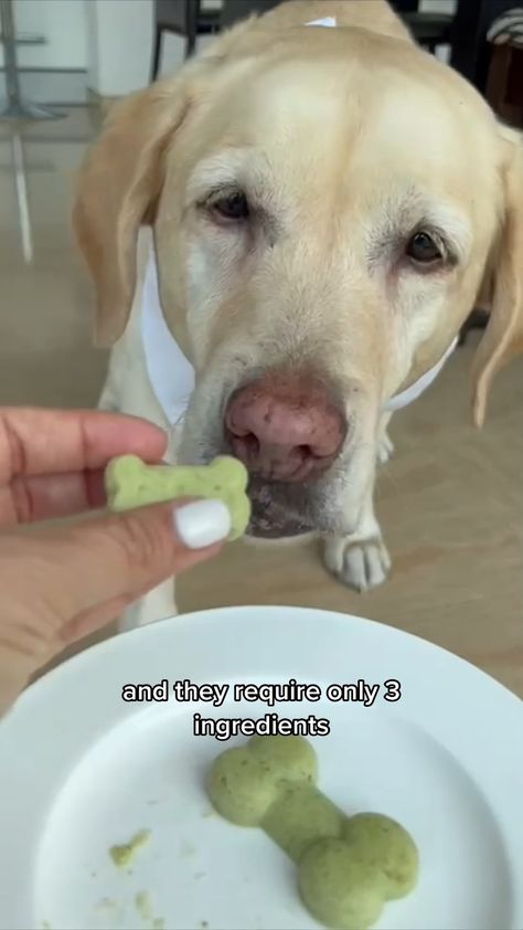 Homemade frozen apple treats to help combat bad breath with only 3 ingredients already in your kitchen 🍏 #homemadedogtreats #dogfood #diydogfood #diydogtreats #dogmom #dogownerproblems | PetLab Co. | PetLab Co. · Original audio Freezing Apples, Diy Dog Food, Apple Treat, Diy Dog Treats, 3 Ingredients, Dog Mom, Dog Food Recipes, Frozen