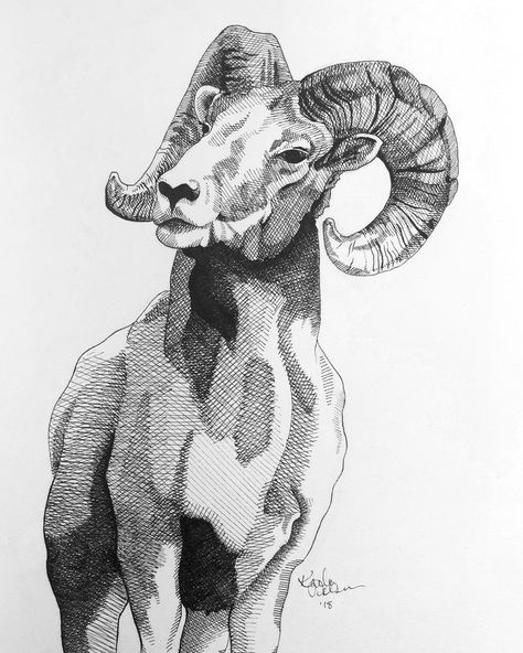 Animal Sketchbook Ideas, Sheep Sketch Drawings, Abstract Animal Drawing, Ram Head Drawing, Animal Art Drawing Sketches, Ram Sketch, Ram Illustration, Line Art Animals, Sheep Sketch