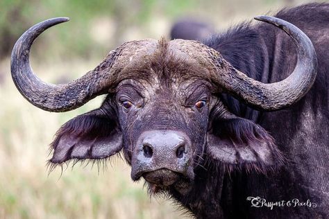 Nature Wallpapers Aesthetic, South African Animals, African Animals Photography, Calf Cow, Cape Buffalo, African Buffalo, Elephant Wallpaper, African Plains, Animals Tattoo