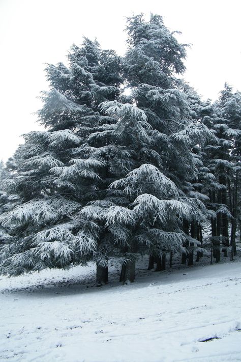 #IFRANE #MOROCCO #Winter #Snow Ifrane Morocco, Let It Snow, Winter Snow, Morocco, Trees, Travel