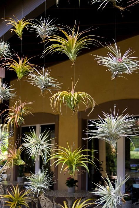 Air plants suspended on fishing line. Air plants are a type of bromeliad that grows on trees without the need to root into soil. They take water from humid rainforest rain and humidity. Home gardeners mist them twice a day. | #AirPlants #VerticalGardening Air Plant Garden, Airplant Wall, Plant Display Ideas, Air Plants Decor, Plants Hanging, Air Plants Care, Air Plant Display, Tillandsia Air Plant, Tower Garden