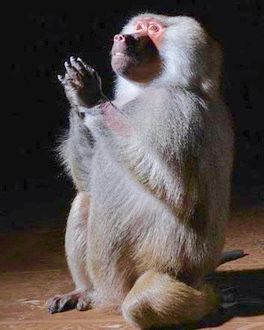 Praying baboon Baboon, Primates, Cute Animals, Animals