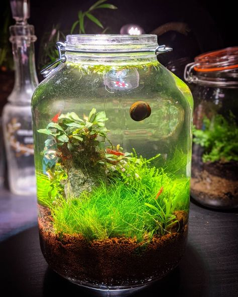 Shrimp Terrarium Ideas, Water Snail Terrarium, Snail Tank Aquariums, Shrimp Jar Aquarium, Aquatic Snail Tank, Shrimp Terrarium, Underwater Terrarium, Aquarium Jar, Snail Aquarium