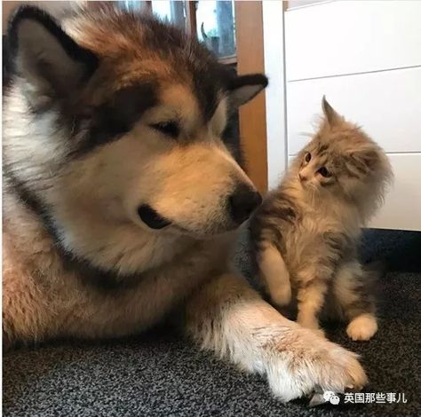 Dog Match, Animals Friendship, Super Cute Animals, Dog Sledding, Cute Cats And Kittens, Cute Cats And Dogs, Cute Creatures, Cat Nap, Cute Little Animals