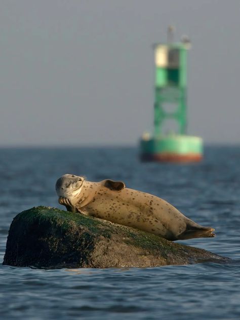 Seal Photography, Comedy Wildlife Photography, Nice Teeth, Win Cash Prizes, Funny Animal Photos, Photo Awards, Singing In The Rain, Photography Competitions, Wildlife Photos