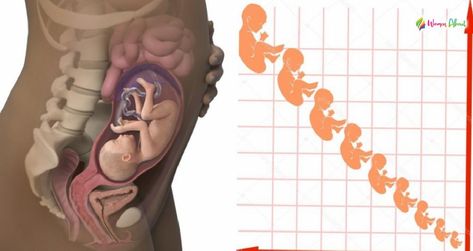 Growth chart: Fetal length and weight, week by week Check more at https://www.womenabout.net/mother-kids/growth-chart-fetal-length-and-weight-week-by-week-23414.html Hcg Levels Chart Early Pregnancy, Chart Ruler Astrology, Critical Degrees In Astrology, Composite Chart Astrology, Astrology Transit, Kids Growth Chart, Growth Chart, Astrology