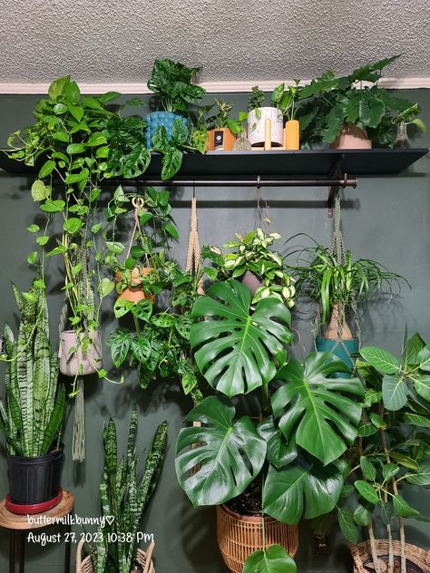 I felt this blank wall needed some new life. Bought a closet bar shelf from Amazon to hold new house plants 🪴 Indoor plants, monstera, pothos, hoya, philodendron, ficus, snake plant, plant lover, plant mom, plantita, Plant Shelf Diy, Plants Monstera, Closet Bar, Shelf Diy, Aesthetic House, Bar Shelf, Plant Shelf, Plant Decor Indoor, Plants Indoor