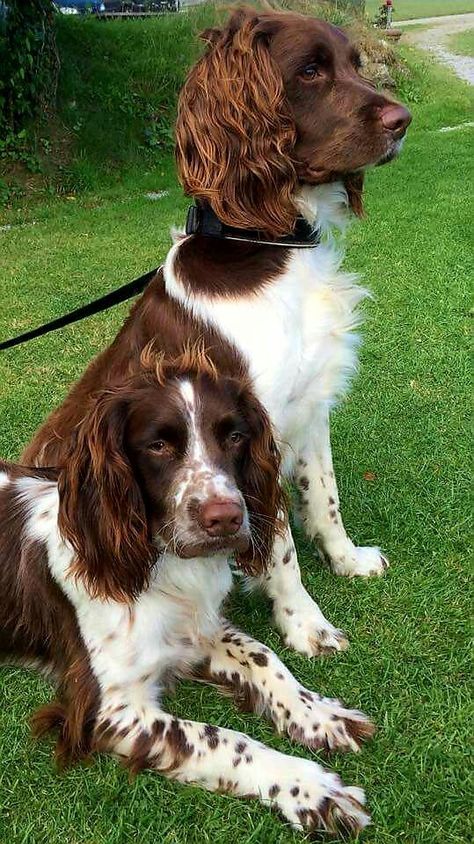 15+ Things Springer Spaniels Don’t Like – The Paws English Spaniel Springer, Healthiest Dog Breeds, English Springer Spaniel Puppy, Springer Spaniel Puppies, Welsh Springer Spaniel, Spaniel Breeds, Spotted Dog, Springer Spaniels, Spaniel Puppies