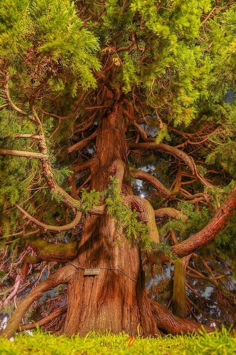 . Sequoiadendron Giganteum, Giant Sequoia, Coastal Redwood, Weird Trees, Giant Tree, Redwood Tree, Old Trees, Ancient Tree, Unique Trees