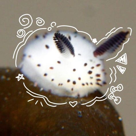 Seabunny Oc, Sea Bunny Pfp, Sea Bunny Aesthetic, Sea Bunny Art, Sea Bunny Oc, Silly Sea Creatures, Bunny Slug, Bunny Sea Slug, Trend Tattoos