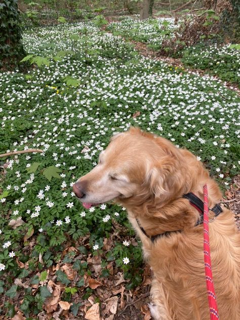 Dog Forest Aesthetic, Behind The Net Stephanie Archer Aesthetic, Walk The Dog Aesthetic, Dog Sitting Aesthetic, Behind The Net Stephanie Archer, Dog Walking Aesthetic, Old Money Dog, Cottagecore Dog, Stephanie Archer