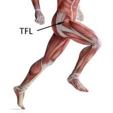 Anatomy Angel: Tensor Fascia Lata (TFL)  – Dr. Dooley Noted Tensor Fasciae Latae, Iliotibial Band, Psoas Release, Fascia Lata, Referred Pain, Medical Transcription, Hip Surgery, Running Injuries, Hip Flexor Stretch