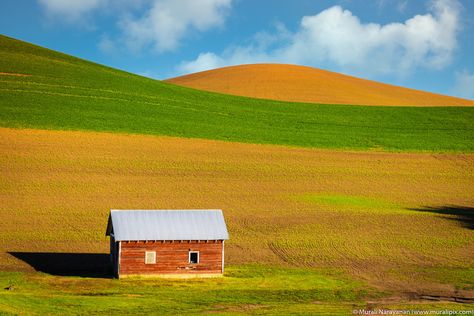 Palouse Washington, The Palouse, Eastern Washington, Walla Walla, Wheat Fields, Seven Wonders, Rolling Hills, The Hills, South West