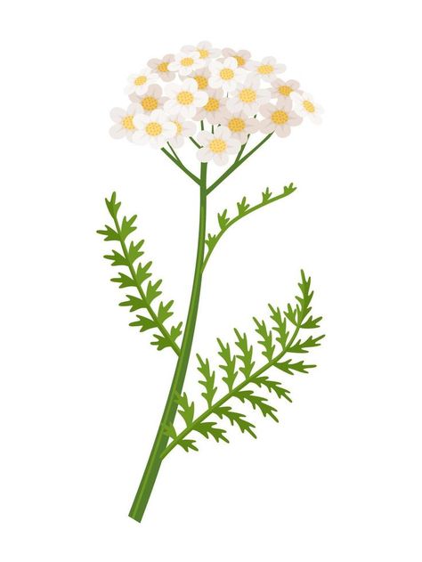 Yarrow flower vector illustration, scientific name Achillea millefolium, isolated on white background. Yarrow Illustration, Achillea Flower, Yarrow Plant, Flower Vector Illustration, Yarrow Flower, Flower Language, Achillea Millefolium, Flower Vector, Thigh Tattoos