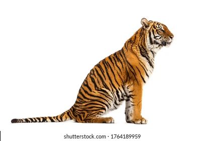 Crossbreed Tiger Images, Stock Photos & Vectors | Shutterstock Tiger Sitting, Tiger Sculpture, Tiger Images, Buddha Sculpture, Baby Tiger, Beautiful Rose Flowers, My Favorite Image, Editorial Illustration, Royalty Free Photos