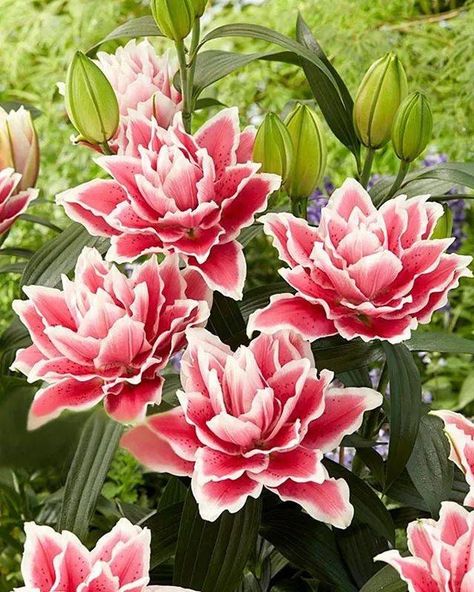 Double Lily Flower, Rose Lily Flower, Rose Lillies, Lily Rose Flower, Rose Lilies, Flower References, Lily Seeds, Flowers Lily, Pink Lilly