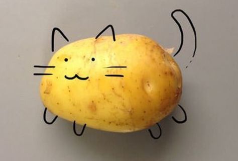 Potato Drawing, Potato Cat, Drawing Tutorial Easy, Reading List, Cat Drawing, Animal Memes, Cartoon Wallpaper, Kittens Cutest, Cat Memes