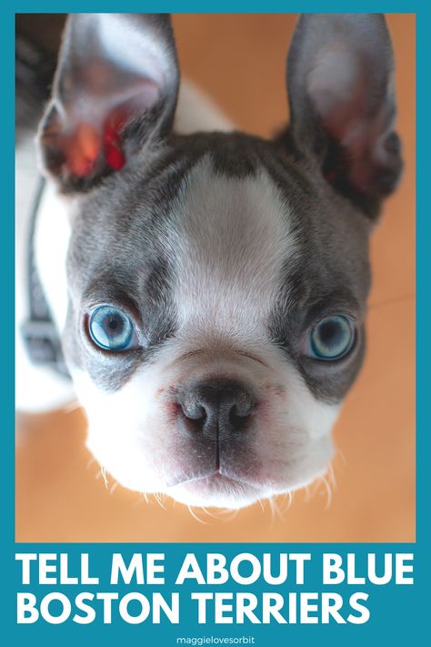 Blue Boston Terrier Puppy, Grey Boston Terrier, Lilac Boston Terrier, Blue Boston Terrier, Boston Terrier For Sale, Brown Boston Terrier, Brindle Boston Terrier, Boston Terrior, Red Boston Terriers