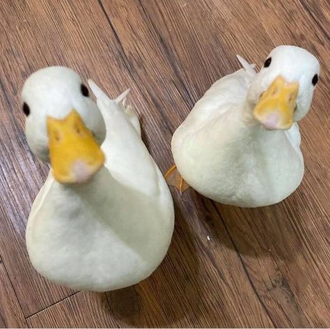 Cute Goose, Cute Animals Duck, Aesthetic Duck Pictures, Baby Ducks Aesthetic, Ducky Duck, Ducks Funny Memes, Ducking Meme, Duck Photo, Duck Pictures