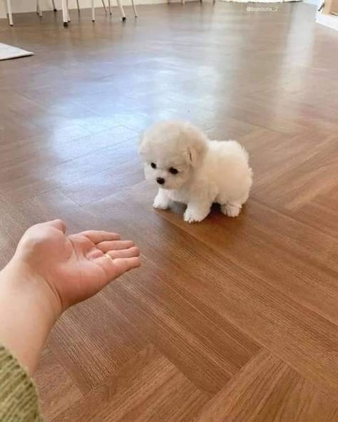 Cup Dogs Puppies, Fluffy Puppies Breeds, T Cup Puppies, Mini Puppies Teacups, Teacup Toy Poodle, Toy Poodle Puppies White, Rolly Teacup Puppies, Tea Cup Puppy, Tea Cup Poodle Puppies