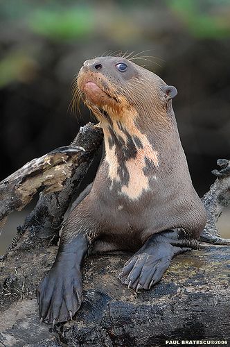 Amazon Giant River Otter(Pteronura brasiliensis) is any of 13 living species of semiaquatic (or in the case of the sea otter, aquatic) mammals that feed on fish and shellfish, and also other invertebrates, amphibians, birds and small mammals. An otter's den is called a holt or couch. A male otter is a meowter, a female is a queen, and a baby is a pup. The collective nouns for otters are bevy, family, lodge, or romp, (being descriptive of their often playful nature) or, when in water, raft. Giant River Otter, Otter Love, Wild Kingdom, River Otter, Incredible Creatures, Animal Planet, An Animal, Animal Photo, Exotic Pets