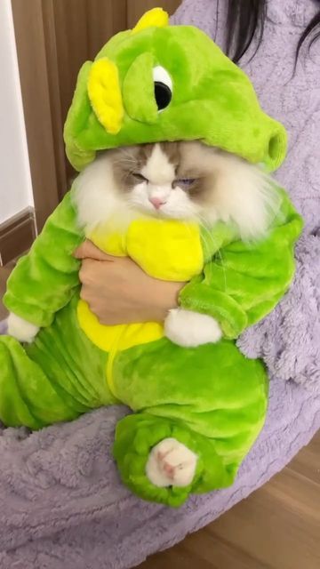 Cute Cat In Costume, Surprised Video, Cat In Costume, Cute Cat Videos Funny, Chat Cute, Costumes For Cats, Cute Cat Video, Cute Cat Costumes, Cats Costume