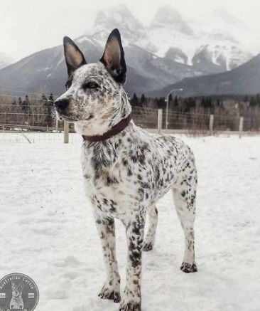 Australian Cattle Dog Puppy, Cattle Dog Puppy, Aussie Cattle Dog, Austrailian Cattle Dog, Cattle Dogs Rule, Heeler Puppies, Blue Heeler Dogs, Australian Cattle Dogs, Farm Dogs