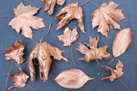 spray painting leaves | Ways to Preserve Fall Leaves (decorate your home for fall for less ... Spray Paint Leaves, Preserve Fall Leaves, Painting Leaves, Frugal Living, Fall Leaves, Spray Painting, Spray Paint, Autumn Leaves, Decorating Your Home