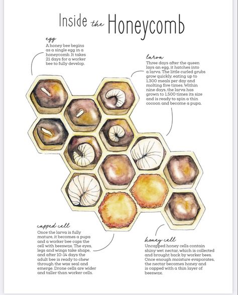 Bee Information, Life Cycle Of Honey Bee Diagram, Bee Scientific Illustration, Honey Bee Farming, Honey Bee Infographic, Honey Bee Facts, Bee Life Cycle, Honey Logo, Beekeeping For Beginners