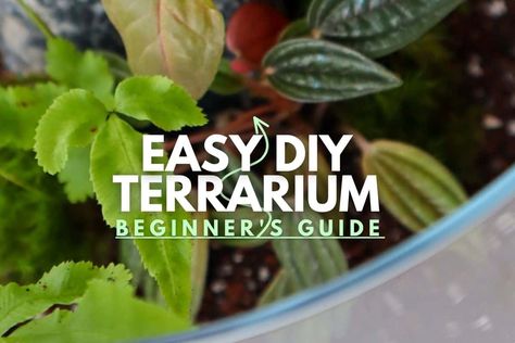 Best Terrarium Plants, Closed Terrarium Plants, Make A Terrarium, Nutrient Cycle, Tropical Terrariums, Plants For Beginners, Modern Terrarium, Open Terrariums, Ficus Pumila