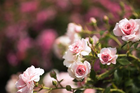 Miniature Roses Care: 7 Tips for Growing Miniature Roses - 2022 - MasterClass Container Roses, Miniature Roses, Flower Bed Edging, Red Bud, Rose Varieties, Hybrid Tea Roses, Planting Roses, Mini Roses, Climbing Roses