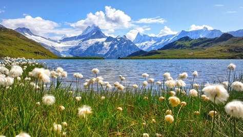 Bachalpsee Switzerland, Swiss Alps Summer, Switzerland In Summer, Switzerland Wallpaper, Switzerland Photography, Cute Pastel Wallpaper, National Photography, Sunset Landscape, Beautiful Locations Nature