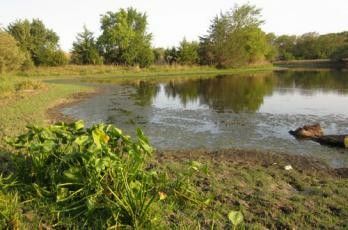 Farm Pond Landscaping Country Life, Large Pond, Farm Pond, Pond Maintenance, Garden Pond Design, Woodland House, Pond Landscaping, Natural Pond, Pond Life