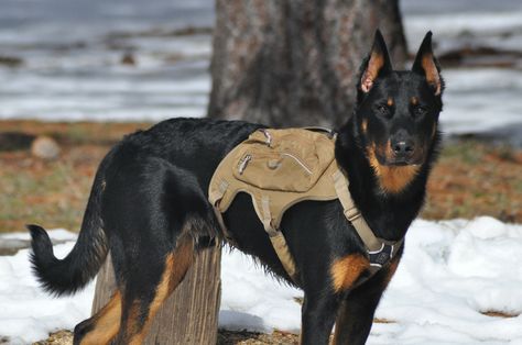 Beauceron Puppy, French Shepherd, Beauceron Dog, Scottish Terrier Puppy, Dog Pack, Rare Dogs, Scary Animals, Dream Dog, Canine Art