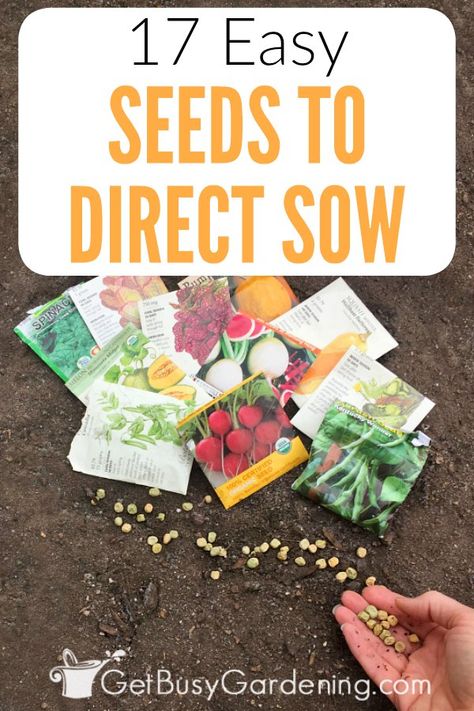 Did you know that some seeds are much easier to grow outdoors than they are to start indoors? There are tons of different types of seeds that you can plant directly in the garden. If you're a new gardener, it's best to start with easy seeds to direct sow. Then once you gain some confidence, you can move on to growing other types of seeds too. Check out my list of the easiest seeds to direct sow (vegetables, herbs and flowers). #seeds #seedstarting #gardening #plants Types Of Seeds, Different Types Of Seeds, Growing Tomatoes In Containers, Types Of Herbs, Herbs And Flowers, Garden Types, Home Vegetable Garden, Growing Seeds, Planting Vegetables