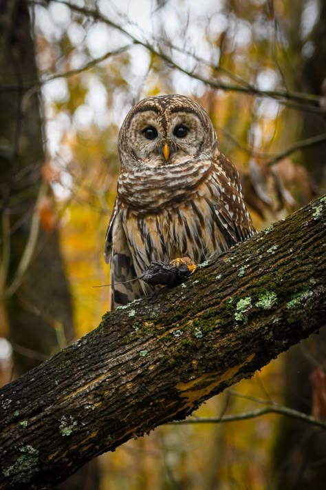 If you're looking for a unique and eye-catching piece of wall art, you won't want to miss this beautiful barred owl perched in a tree with a crawfish in its talons. Against a backdrop of stunning autumn colors, this print captures the majesty and power of one of nature's most iconic birds. This is a print to order listing. Processing time is usually faster. Autumn Animal, Barred Owl Photography, Owl Photography, Barred Owl, Owl City, Unique Photography, Beautiful Owl, Owl Pictures, Owl Lovers