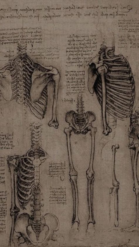 Skeleton Sketch, Ako Kresliť, Stary Papier, Skeleton Anatomy, Anatomy For Artists, Anatomy Study, Anatomy Drawing, Anatomy Reference, The Human Body